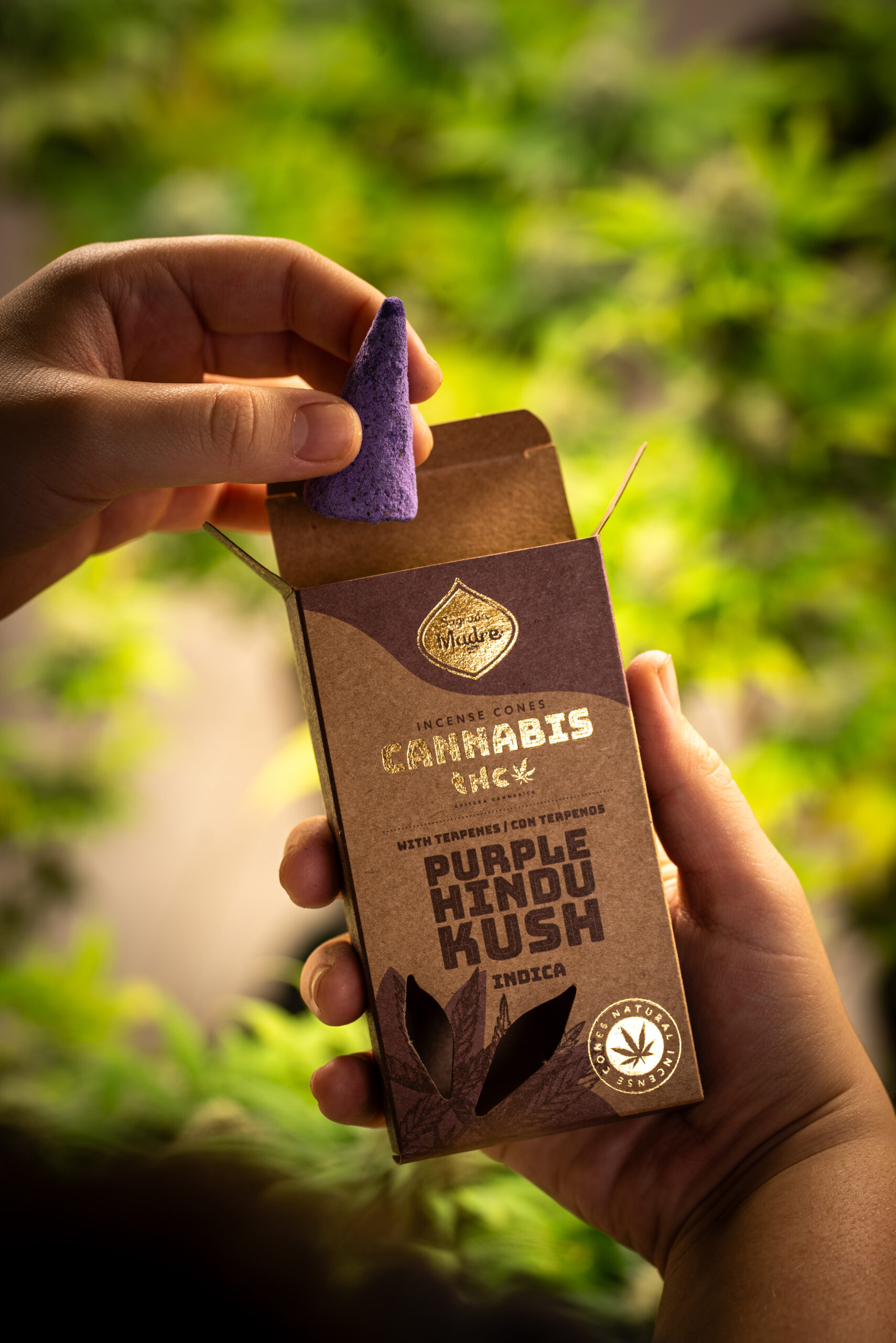 Conos Purple Hindu Kush (indica) - Imagen 2