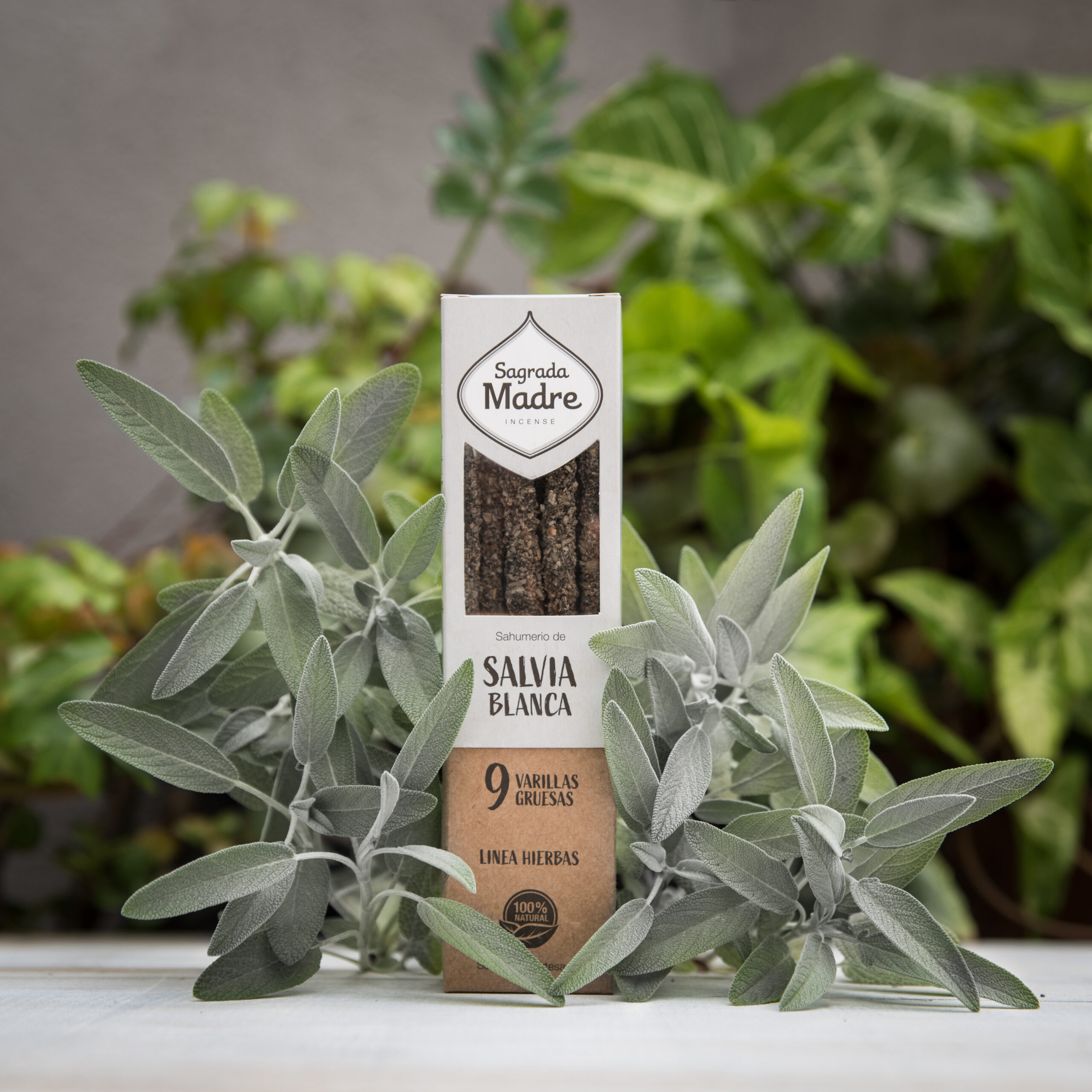 Salvia Blanca - Imagen 2