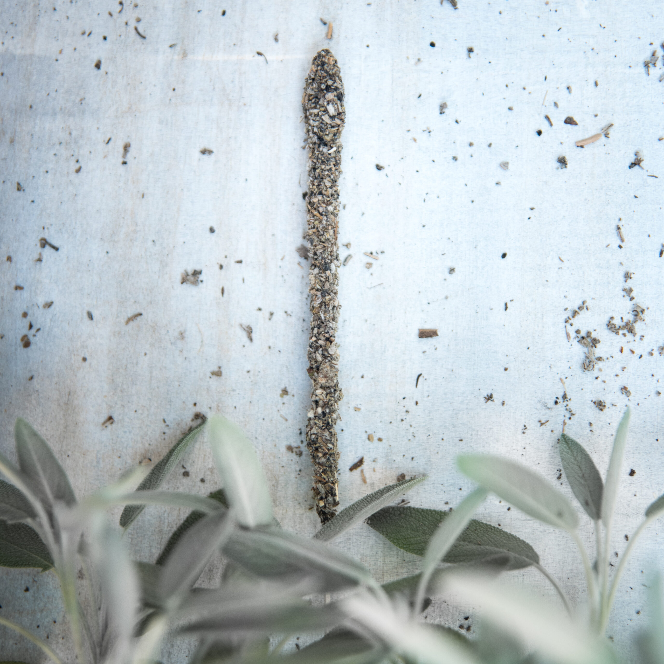 Salvia Blanca - Imagen 7