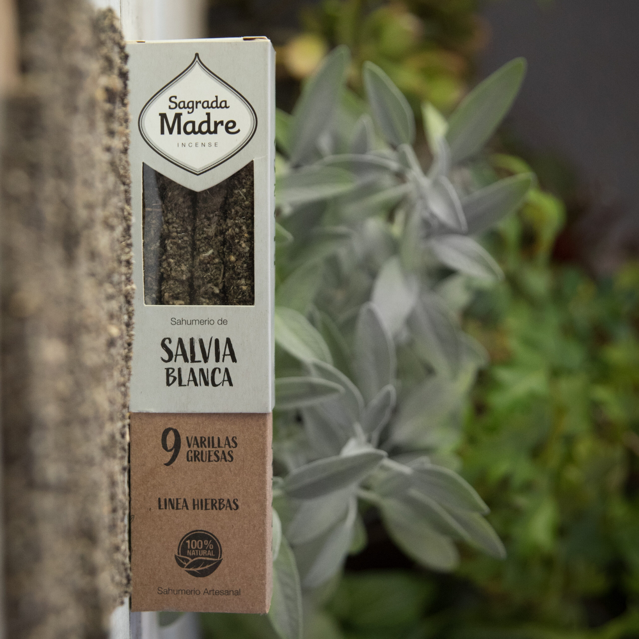 Salvia Blanca - Imagen 3