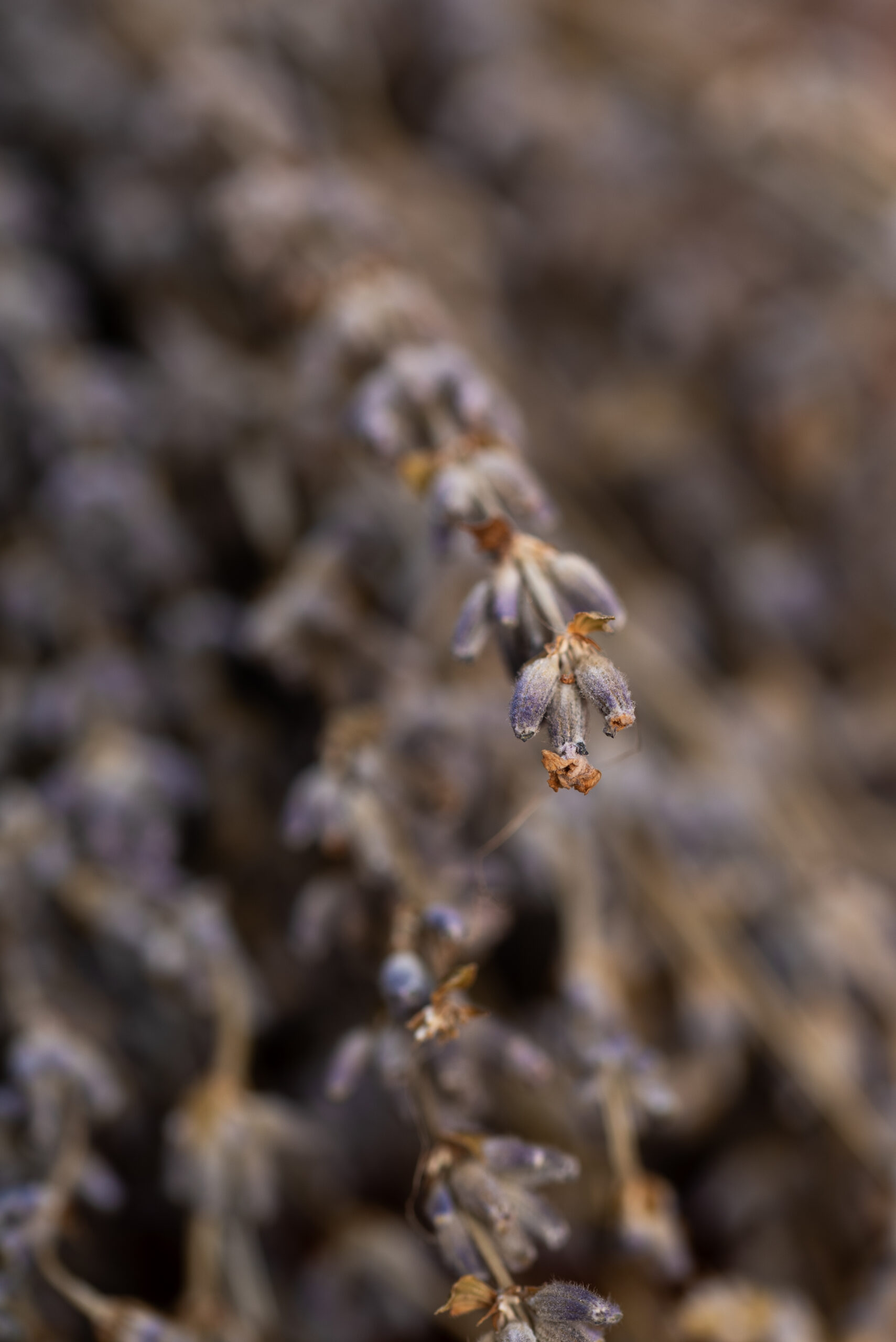 Hierbas por kilo Lavanda Premium - Imagen 3
