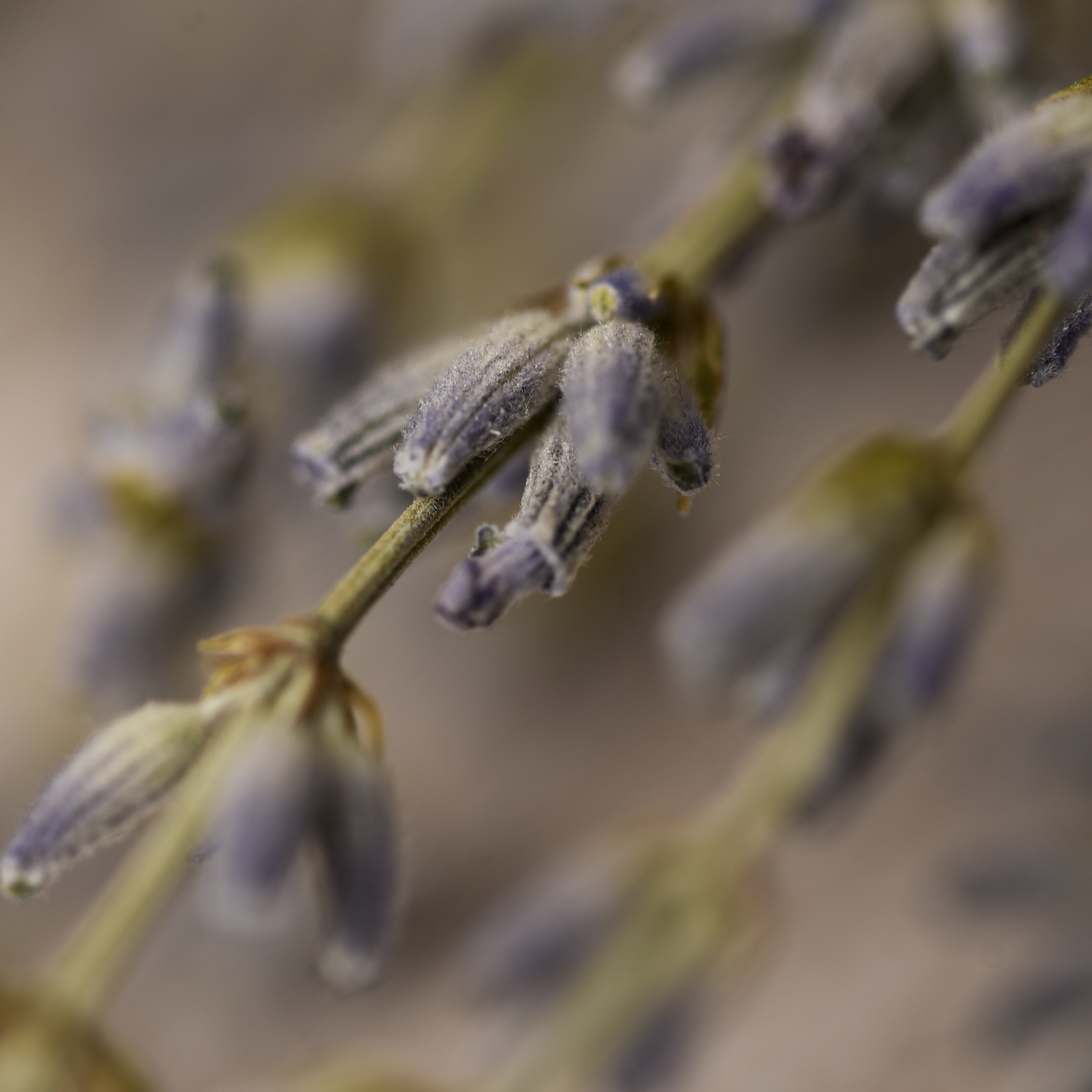 Sahumo de Lavanda